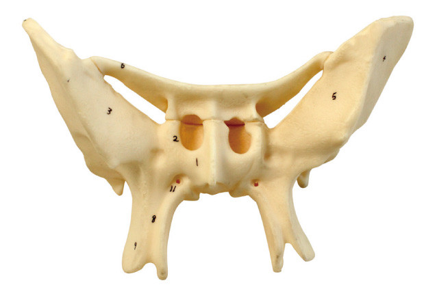 Modelo humano amplificado da anatomia do osso do Alar para o treinamento center médico