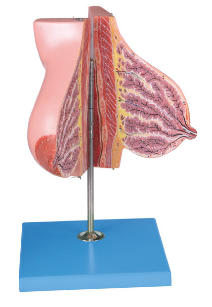 Modelo da glândula mamário sobre o fluxo de leite/modelo humano da anatomia para a formação das Faculdades de Medicina