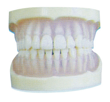 Modelo transparente padrão dos dentes do PE para a formação dental das faculdades