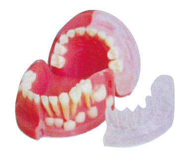 Os dentes preliminares e permanentes de três anos que alternam o dente modelo/3d modelam