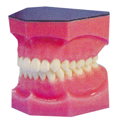 Os dentes dentais amplificados modelam para o estágio e a formação das estudantes de Medicina