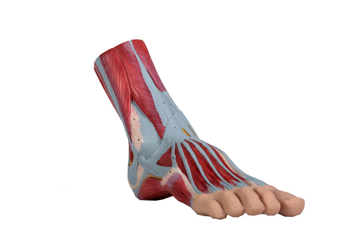 O músculo humano do PVC do modelo da anatomia do pé pintou a cor para o treinamento