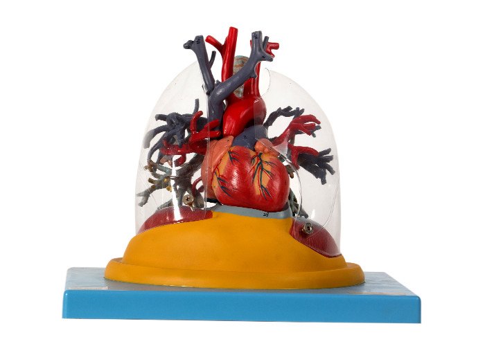 Pulmão humano de Transparent do modelo da anatomia, traqueia e árvore brônquica com coração