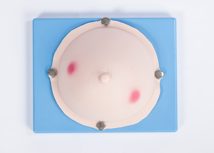 Mulheres mamários/CE ginecológica do simulador do exame abcesso do peito/GV