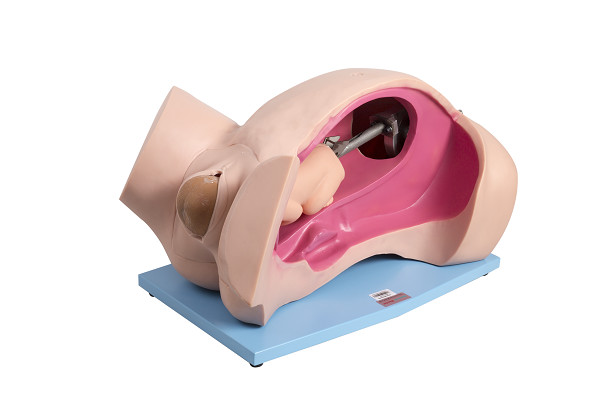 Sistema do parto da simulação manual do parto/simulação automáticos da emergência