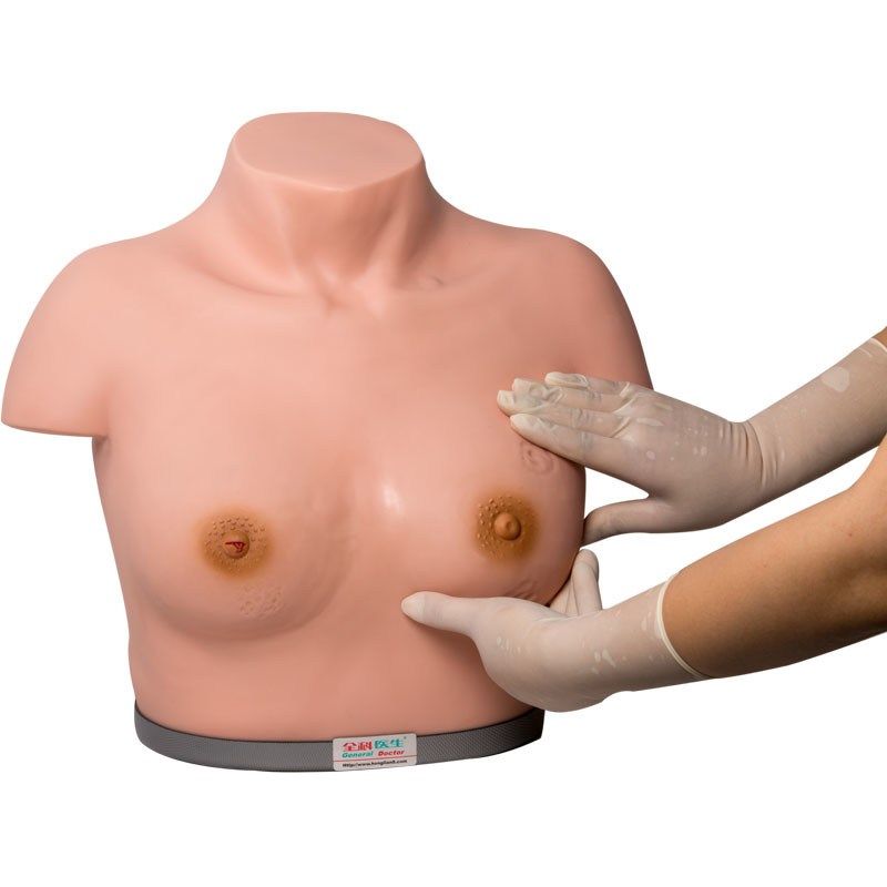 Palpação da inspeção do simulador do exame do peito do PVC