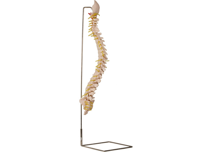 suporte de esqueleto vertebral de With Stainless Steel do modelo de 70cm