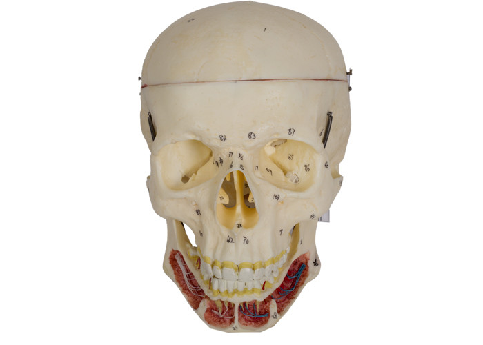 Modelo adulto do crânio com nervo e artéria para o treinamento da Faculdade de Medicina
