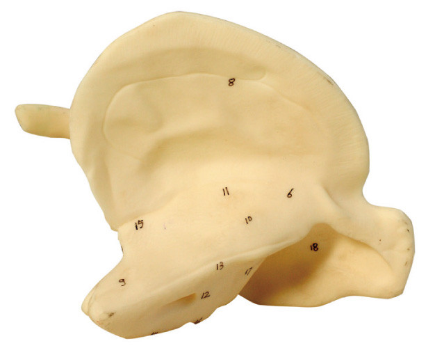 Modelo anatômico humano do osso temporal para o treinamento do curso dos primeiros socorros