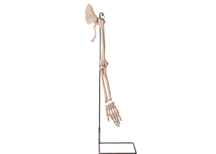 ISO humano 45001 do modelo da anatomia da clavícula das peças do braço de Realisctic