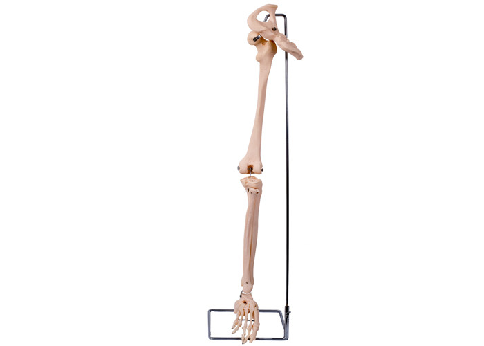 O PVC 3D abaixa o modelo anca For Medical Training do osso do membro