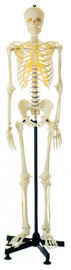Modelo humano de esqueleto humano artificial da anatomia para a estrutura anatômica que aprende