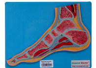 Treinamento humano da escola de With Stand For do modelo da anatomia da seção do pé