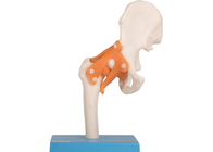Pé humano de Elbow Hip Knee do modelo da anatomia do treinamento da educação comum com ligamento