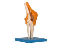 Pé humano de Elbow Hip Knee do modelo da anatomia do treinamento da educação comum com ligamento