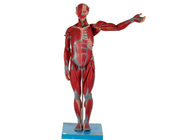 PVC anatômico masculino pesado e alto do modelo do músculo com órgãos internos