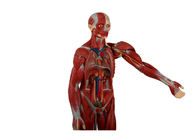 Educação que treina a parte traseira aberta de With Internal Organs do modelo humano da anatomia do torso
