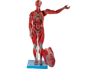 PVC humano masculino do modelo da anatomia do músculo do órgão interno para o treinamento da Faculdade de Medicina