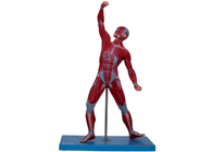 Modelo masculino de formação With Stand da anatomia dos músculos da Faculdade de Medicina