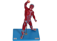 Modelo masculino de formação With Stand da anatomia dos músculos da Faculdade de Medicina