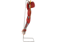 Nervos humanos de With Main Vessels do modelo da anatomia do PVC do braço