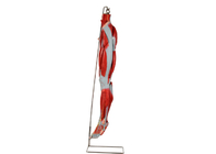 Nervos de With Main Vessels do modelo da anatomia do pé do músculo do PVC para o treinamento