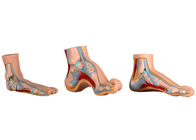 Modelo anatômico normal/liso/arqueado For Medical Training do pé