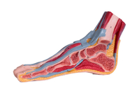 Modelo sagital mediano With Muscle Vessels da anatomia do pé do PVC da seção