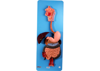 Modelo de sistema digestivo Baseboard With Oragns da anatomia do PVC