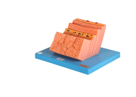 Modelo humano With Layers Structure da anatomia do estômago do PVC do treinamento dos hospitais