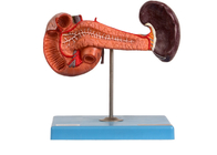 Modelo anatômico For Hospitals Teaching do duodeno do baço do pâncreas do PVC