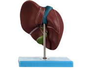 22 posições indicaram o modelo For Medical Training do fígado do PVC 0,94 quilogramas