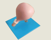 Treinamento cervical de Gynecologic Simulator For Cerclage do modelo da circuncisão