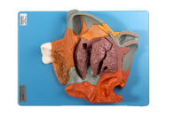 Modelo humano sagital mediano Nasal Cavity Section da anatomia para o treinamento ampliado