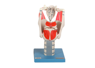 Modelo funcional da laringe para o glote do aberto ou fechado da simulação