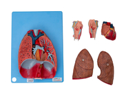 Laringe humana da anatomia, coração, pulmão, vasos sanguíneos para treinar