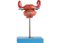 Modelo anatômico With Bladder Uterus Vaginal Ureter And Ovary do útero