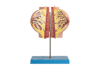 Modelo de formação With do peito da anatomia do hospital 2 porções no período de descanso