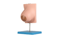 Modelo With da glândula mamário do fluxo de leite 2 porções para o treinamento das Faculdades de Medicina