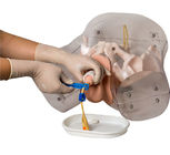 Simulador Urethral masculino do cateterismo do PVC do ISO