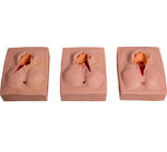 Simulador suturando do nascimento da criança da vulva do PVC para o treinamento da escola