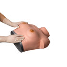Simulador ginecológica do peito da palpação da inspeção para o treinamento
