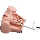 Simulador do nascimento do bebê do treinamento do PVC do GV com cabo de cordão umbilical