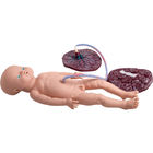 Modelos realísticos da educação do parto do simulador do parto da entrega médica