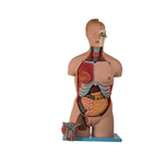 20 do torso porções do modelo anatômico humano With Head Open do PVC