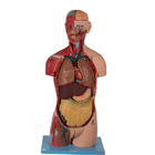 20 porções do modelo anatômico With Inner Organs do torso assexuado