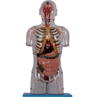 O PVC realístico pinta o modelo humano With Internal Organs da anatomia