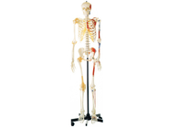 Anatomia que treina o esqueleto da pintura do PVC com músculos e ligamentos