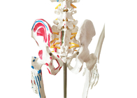 Anatomia que treina o esqueleto da pintura do PVC com músculos e ligamentos