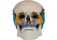 Modelo adulto colorindo School Training do osso do crânio do PVC da anatomia